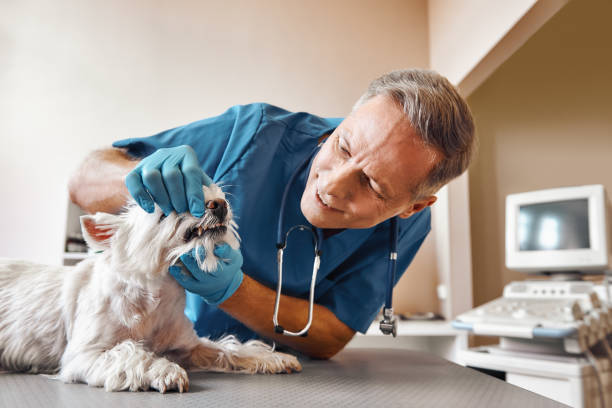 Best 24-Hour Emergency Dental Care in Mora, MN